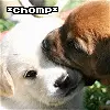 chomp