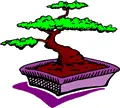 Bonsai tree