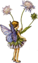 purple butterfly faery