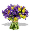 purple&yellow