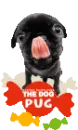cute pug