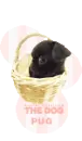 lil pug in basket