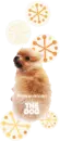 lil puppy
