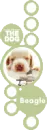 lil beagel
