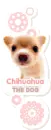 lil chihuahua
