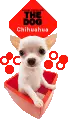 chihuahua in box