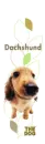 lil dacshound puppy