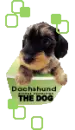 lil puppy