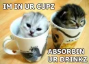 kittens