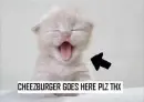 Cheezburger go here