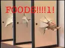 FOODS!!!!!1!