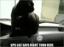 GPS cat