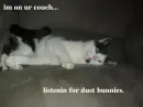 Dust bunnies