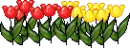 tulips