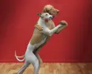 perros bailando