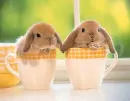 cute bunnies