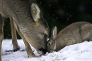 bunny and deer