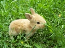 cute bunny