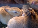 bunnys