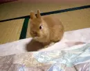 little bunny