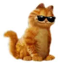 cool cat