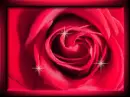 pretty red rose