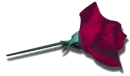a single red rose