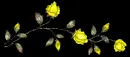 yellow roses