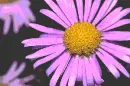 pink daisy