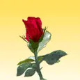 rose
