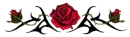 red and black rose