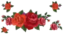 lots of red roses