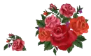 more roses