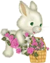 rabbit