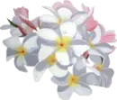 white,pink flowers