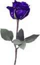 purple glass rose