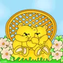 Bears winking