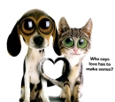 Cat dog love 