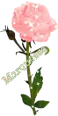 Marquessa-Rose