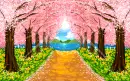 cherry blossoms