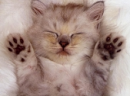 princess kitten