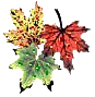 fall colors