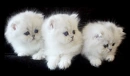 cute white