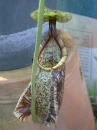 nepenthes
