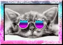 cat with glasses