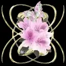 pink very pretty
