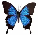 ulysses butterfly