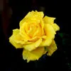 Yellow Rose