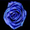 Blue Rose