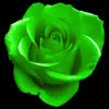 Green Rose